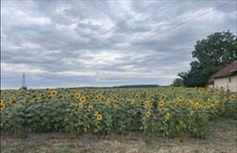 Eladó Tápiógyörgyei lakóövezeti telek hirdetés (73496523)