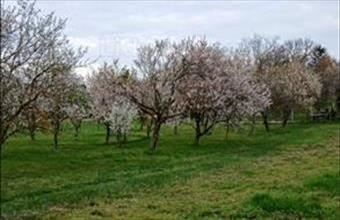 Eladó Balatongyöröki lakóövezeti telek hirdetés (84469612)
