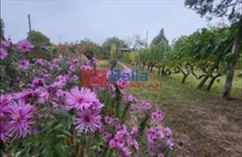 Eladó Mogyoródi egyéb telek hirdetés (22477737)