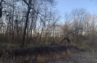 Eladó Őrbottyáni külterületi telek hirdetés (27343467)