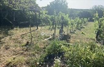 Eladó Tárnoki külterületi telek hirdetés (96959538)