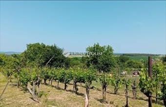 Eladó Etyeki üdülőövezeti telek hirdetés (94338595)