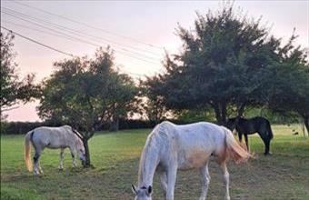 Eladó Karádi tanya hirdetés (34375256)