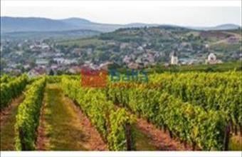 Eladó Mádi családi ház hirdetés (63553339)