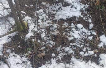 Eladó Ózdi tanya hirdetés (39358945)