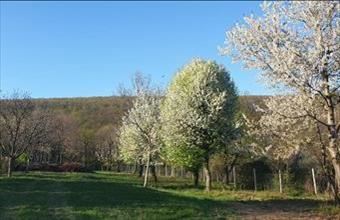 Eladó Kismarosi üdülőövezeti telek hirdetés (99835496)