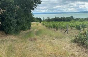 Eladó Balatonszepezdi külterületi telek hirdetés (43523377)