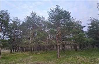 Eladó Kiskunhalasi erdő hirdetés (39333619)