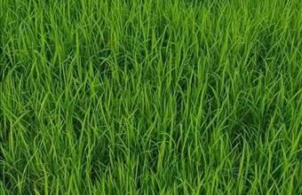 Eladó Mosonmagyaróvári egyéb telek hirdetés (44277852)