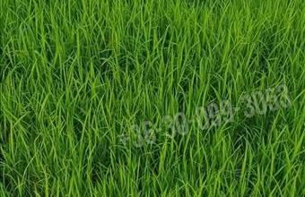 Eladó Mosonmagyaróvári egyéb telek hirdetés (44277852)