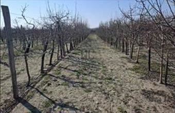 Eladó Ceglédi lakóövezeti telek hirdetés (38715945)