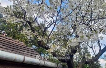 Eladó Budapest XXII. kerületi külterületi telek hirdetés (72455845)