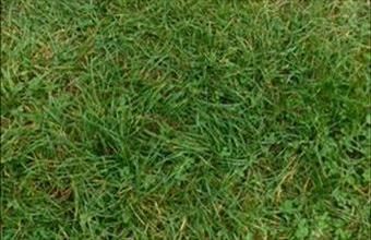 Eladó Lengyeltóti lakóövezeti telek hirdetés (44499884)