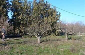 Eladó Érdi lakóövezeti telek hirdetés (86853765)