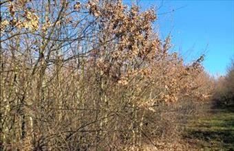 Eladó Tiszaszigeti egyéb mezőgazdasági ingatlan hirdetés (33138895)