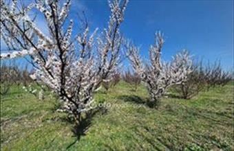 Eladó Szentesi egyéb mezőgazdasági ingatlan hirdetés (73642799)