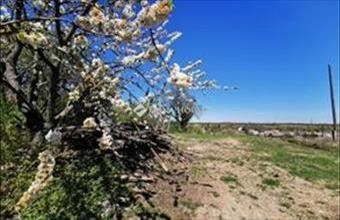 Eladó Törökbálinti üdülőövezeti telek hirdetés (64544835)