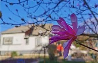 Eladó Budakeszi családi ház hirdetés (45498744)