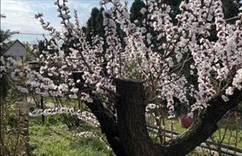 Eladó Százhalombattai családi ház hirdetés (37573771)