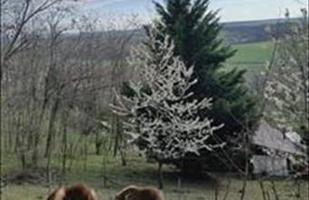 Eladó Ságvári külterületi telek hirdetés (98533759)