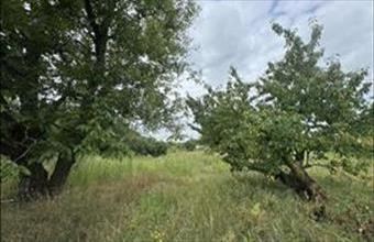 Eladó Nyíregyházai egyéb telek hirdetés (34179778)