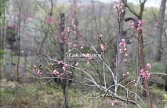 Eladó Szárligeti családi ház hirdetés (83936693)