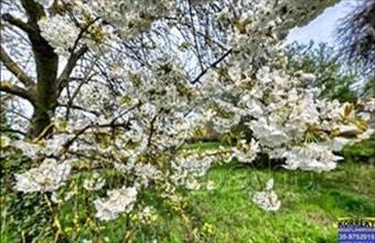 Eladó Balatonlellei lakóövezeti telek hirdetés (43531342)