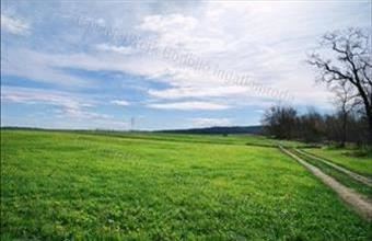 Eladó Őrbottyáni külterületi telek hirdetés (36459163)