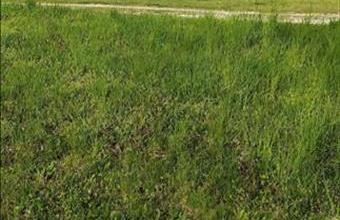 Eladó Balatonszárszói lakóövezeti telek hirdetés (53873417)