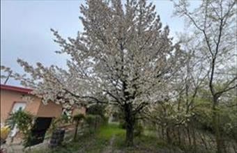 Eladó Szigetszentmiklósi külterületi telek hirdetés (33229263)