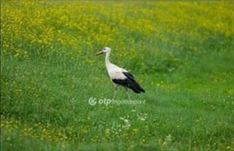 Eladó Kelebiai egyéb mezőgazdasági ingatlan hirdetés (33323357)