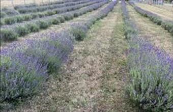 Eladó Gödöllői külterületi telek hirdetés (46826334)