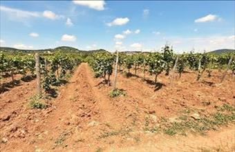 Eladó Balatonfüredi külterületi telek hirdetés (33662466)