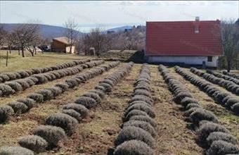 Eladó Felsőörsi egyéb mezőgazdasági ingatlan hirdetés (72357397)