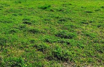 Eladó Balatonszárszói lakóövezeti telek hirdetés (49332963)