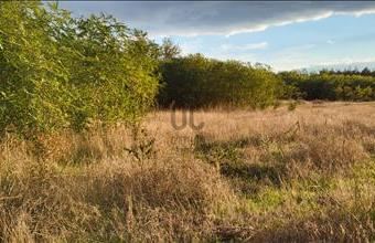 Eladó Csévharaszti egyéb mezőgazdasági ingatlan hirdetés (49437299)