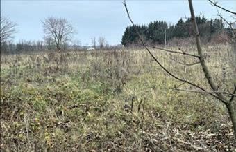 Eladó Gödöllői külterületi telek hirdetés (79574391)