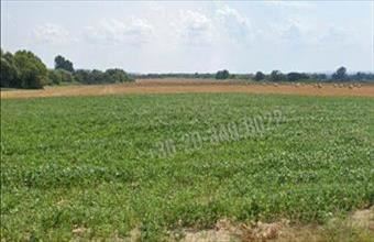 Eladó Felsőrajki egyéb telek hirdetés (96494596)