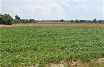 Eladó Felsőrajki egyéb telek hirdetés (96494596)