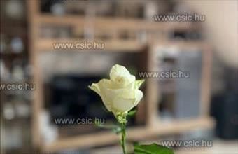 Eladó Fóti tégla lakás hirdetés (43559244)