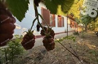 Eladó Kecskeméti tanya hirdetés (73932535)