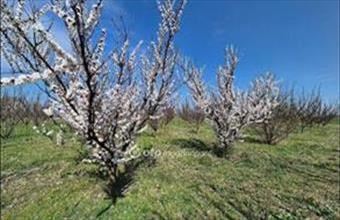 Eladó Szentesi egyéb mezőgazdasági ingatlan hirdetés (72534724)