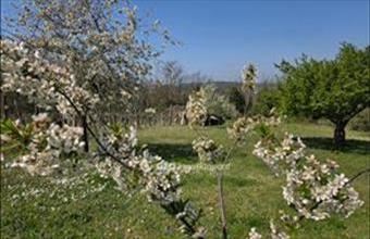 Eladó Zalahalápi egyéb mezőgazdasági ingatlan hirdetés (55334521)