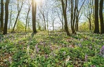 Eladó Rezi lakóövezeti telek hirdetés (74634274)