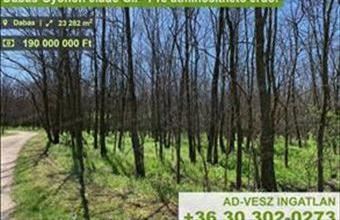 Eladó Dabasi erdő hirdetés (72413348)