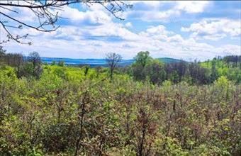 Eladó Szentgáli erdő hirdetés (13445413)