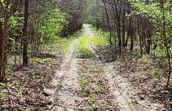 Eladó Szentgáli erdő hirdetés (39939258)