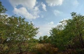 Eladó Kecskeméti külterületi telek hirdetés (73333937)