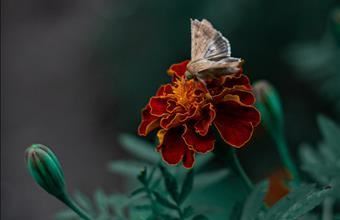 Eladó Spanyolországi tégla lakás hirdetés (52484354)