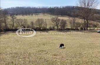 Eladó Kapolcsi külterületi telek hirdetés (48473393)